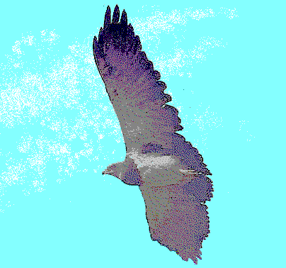 aguila pechinegra