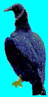 gallinazo de cabeza negra