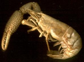 camarn (cieneguilla)