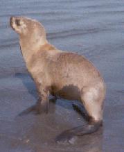 Lobo Marino (Albufera Medio Mundo)