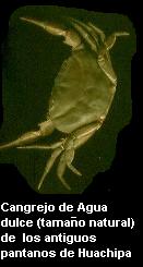 cangrejo de r�o de los antiguos humedales de Huachipa